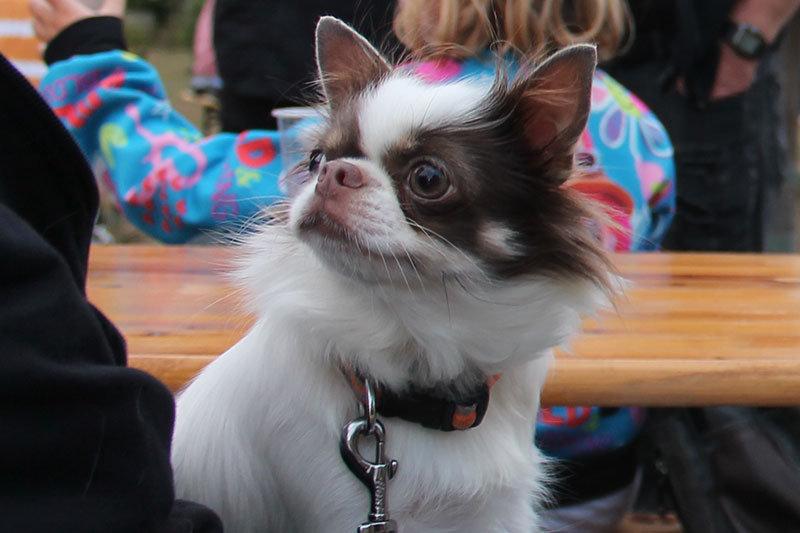 Dorffest 2026 in Bork