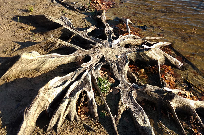 Borker See - Reste alter Bäume